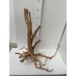 racine Stump Wood n11