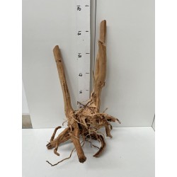 racine Stump Wood n21