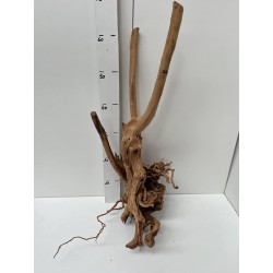 racine Stump Wood n22
