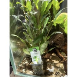 Hygrophila Guanensis en pot
